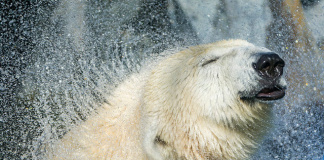 Man isst, was man findet. Manchmal hat man keine Wahl. (Foto: Tambako The Jaguar)