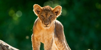 Elela Africa_Baby Löwen beobachten neugierig die Arbeit der Ranger