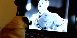 Hund Nazi-Gruß Adolf Hitler