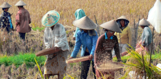 Nobelpreisträger Greenpeace GMOs