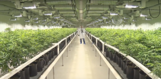 Weltweit größte Marihuana Plantage belebt kanadische Wirtschaft (Foto: Screenshot, Ian Campbell auf Youtube)