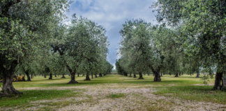 Olivenbäume in Italien (Foto: N i c o l a)